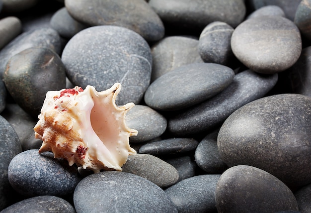 White shell on stones