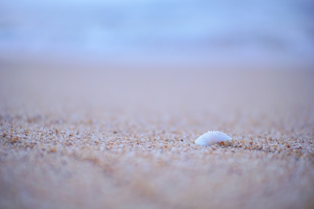 White shells placed on the sand in front of the ocean waves on a calm day