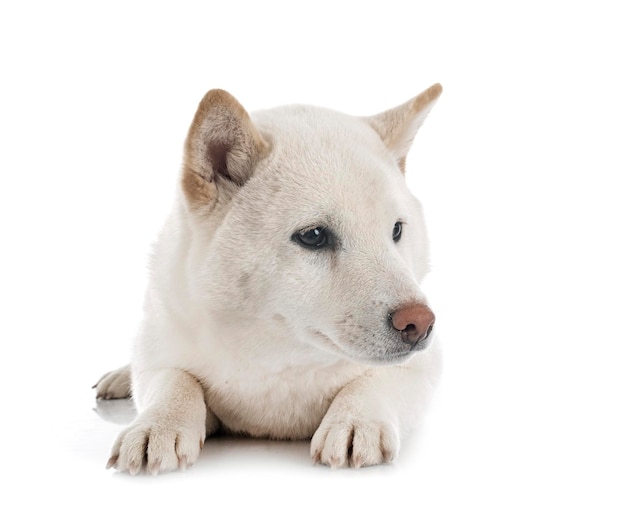 White shiba inu in front of white background