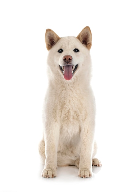 White shiba inu in front of white background