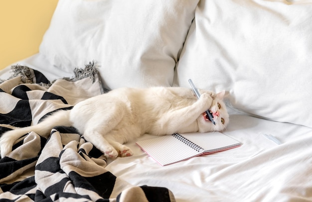 White shorthair cat playing on a bed