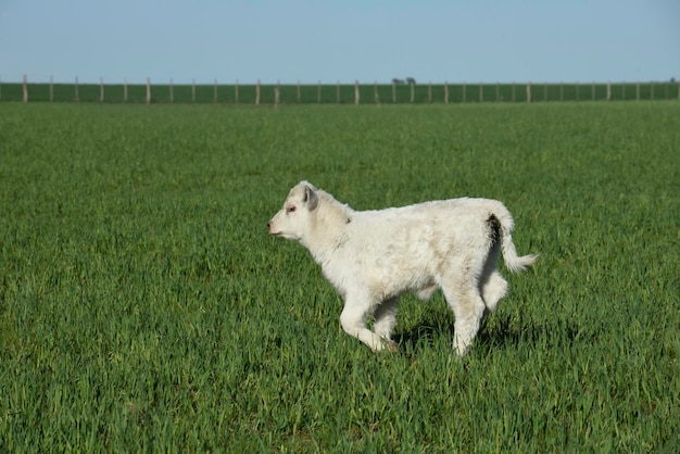 White Shorthorn calf in Argentine countryside La Pampa province Patagonia Argentina
