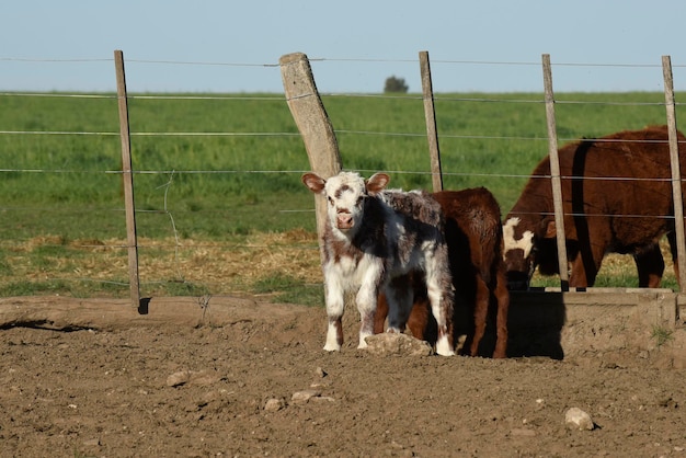 아르헨티나 시골 La Pampa 지방 Patagonia Argentina의 흰색 Shorthorn 송아지