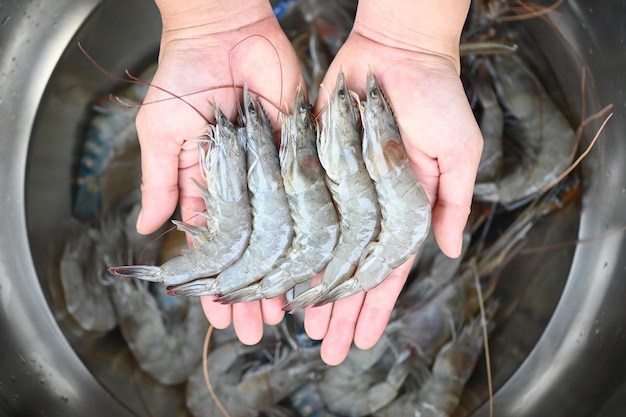 Gamberi bianchi gamberi crudi a portata di mano lavare i gamberi sulla ciotola gamberi gamberi freschi per cucinare frutti di mare in cucina o acquistare gamberi in negozio al mercato del pesce