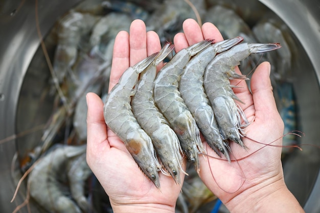 부엌에서 해산물 음식을 요리하기 위해 그릇에 새우를 손으로 씻는 흰 새우 생 새우 또는 해산물 시장에서 새우를 구입하십시오