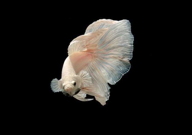 White siamese fighting fish look