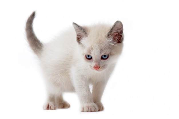 White siamese kitten