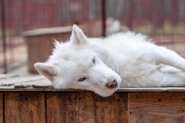 A white Siberian husky lies on a wooden house. The dog is lying, bored