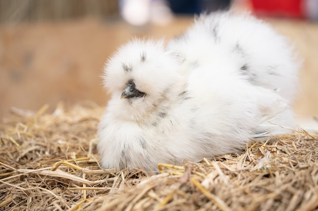 Photo white silkie hen on a straw, fluffy splash silkie rooster.