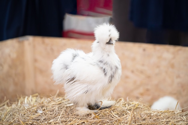 Foto gallina silkie bianca su una cannuccia