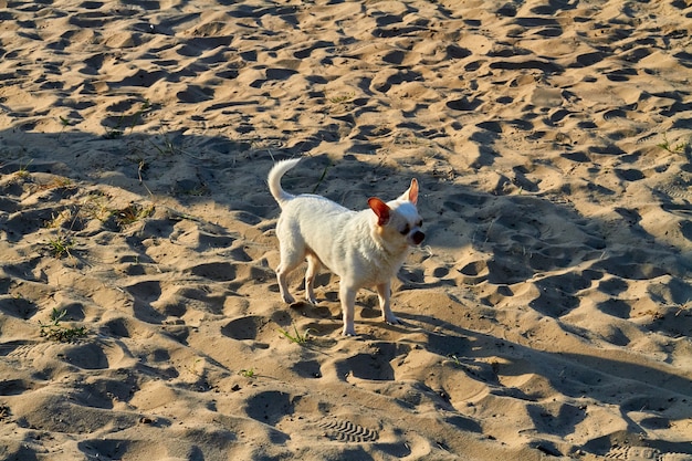 White single hairy chihuahua standing on the beach sand