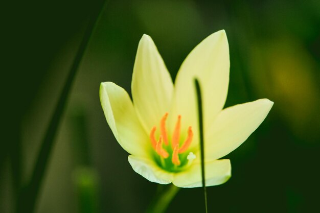 White six petals flower plant