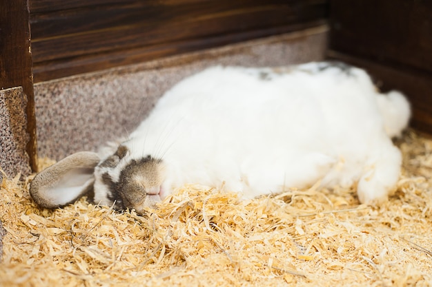 Белый спящий кролик в контактном зоопарке. Забавный кролик