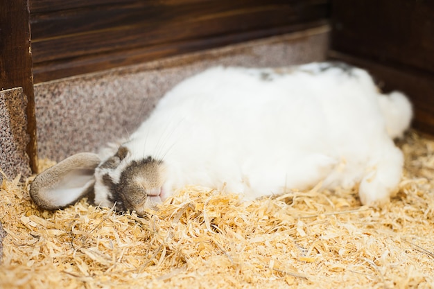 接触動物園で白い眠っているウサギ。おかしいバニー。