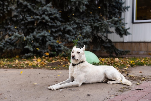 Piccolo cane bianco su uno sfondo di foglie autunnali gialle.