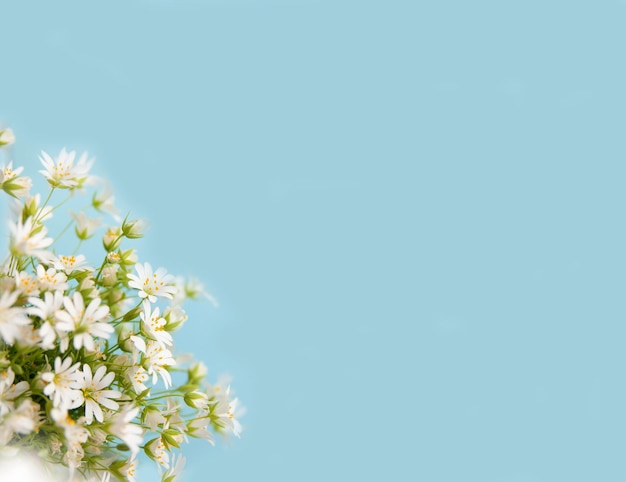 White small flowers on a blue background selected sharpness
copy space top view of a floral border