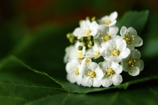 White small flowers close-up, green 