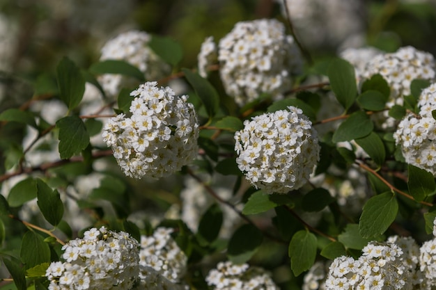 Piccoli fiori bianchi a forma di palla su sfondo verde