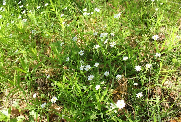 Photo white small flowers in grass in summer