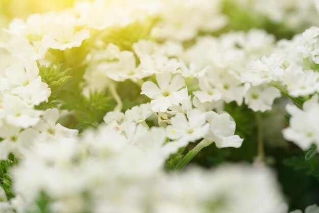 The white small flowers in green grass at sunrise Texture