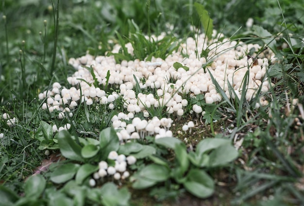 White small mushrooms cluster growing in grass