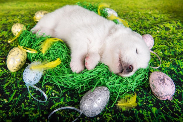 Белый маленький щенок самоеда с пасхальными яйцами на фоне зеленой травы