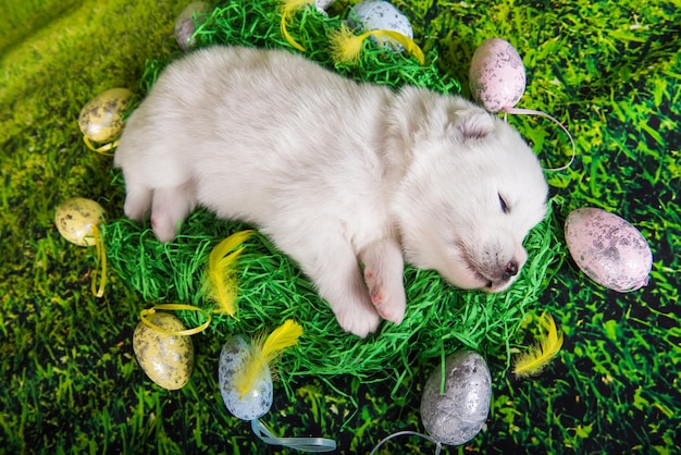 푸른 잔디 배경에 부활절 달걀이 있는 흰색 작은 사모예드 강아지