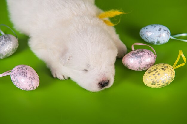 Белый маленький щенок самоеда с яйцами на пасху