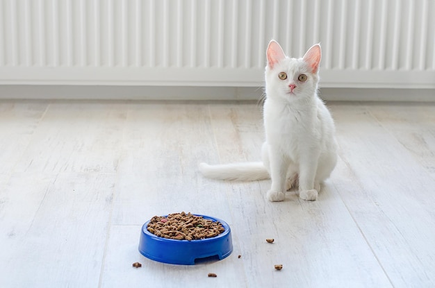 白い小さなターキッシュアンゴラ猫は、食べ物のボウルの近くに座っています