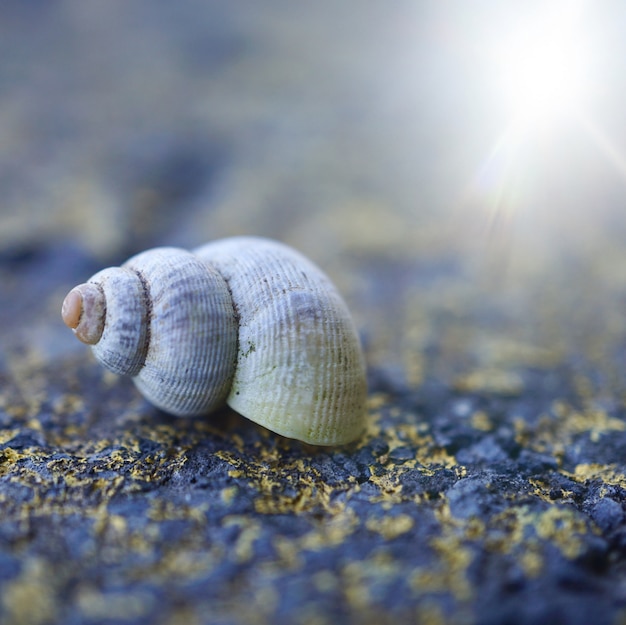 White snail on the ground in the garden in the nature