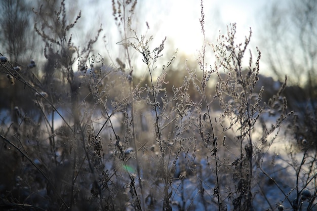 凍るような冬の日の裸の木の枝の白い雪のクローズアップ自然な背景選択的な植物の背景