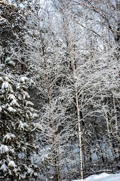 Neve bianca su rami di un albero nudo in una gelida giornata invernale, primi piani. sfondo botanico selettivo