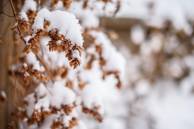 Белый снег на голых ветвях дерева в морозный зимний день крупным планом