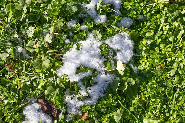 緑の芝生に白い雪が降る秋の日 冬の訪れ 四季