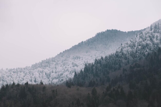 写真 冬の白い雪に覆われた杉の木