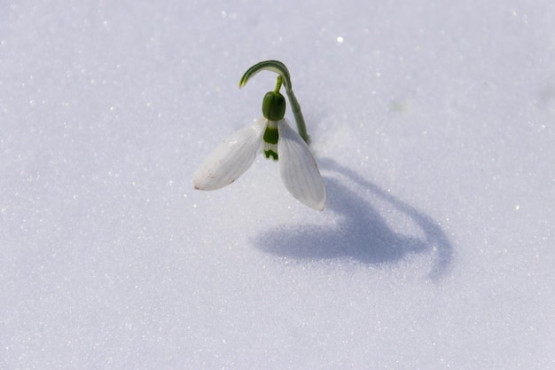 写真 雪の中の白いスノードロップの花