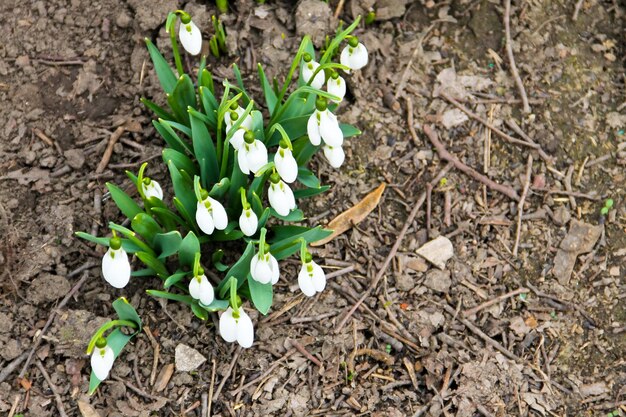 White snowdrop flowers (Galanthus nivalis) on early spring