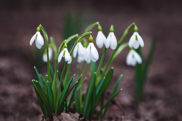 White snowdrop flowers in moody spring forest Galanthus nivalis flowering in the wild