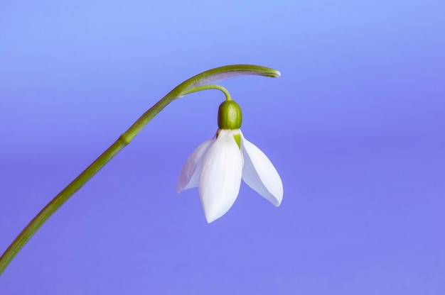 White snowdrop on a lilac background