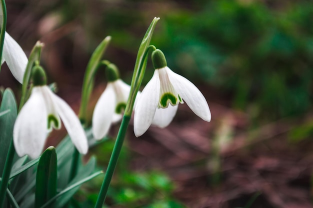 배경이 흐릿한 흰색 스노드롭 근접 촬영 봄의 첫 번째 아름다운 꽃