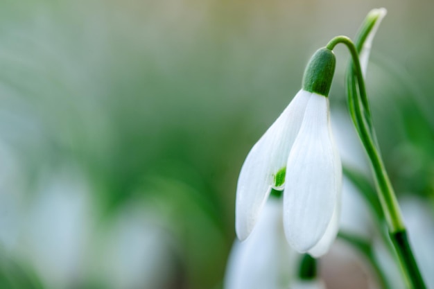 緑の芝生の上の白いスノー ドロップ テキスト用のスペース 明るい日差しと早春のクローズ アップの花