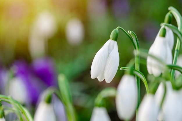 White snowdrops on green grass on a spring sunny day Space for text High quality photo