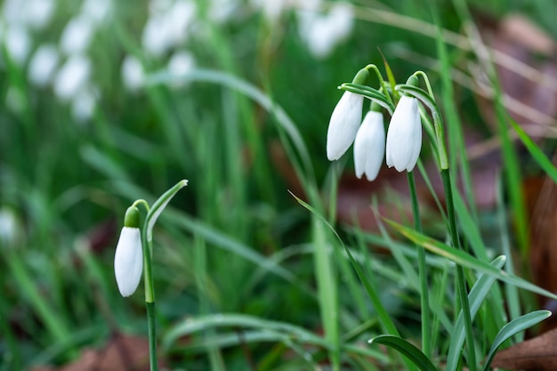 White snowdrops on green grass on a spring sunny day Space for text High quality photo