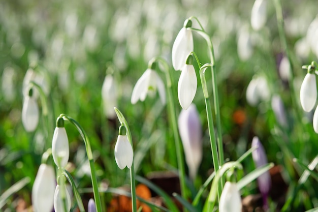 White snowdrops on green grass on a spring sunny day