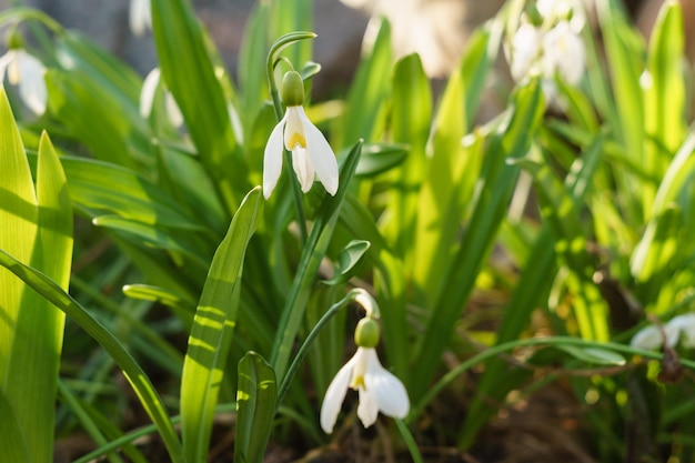 White snowdrops lighted by the sun