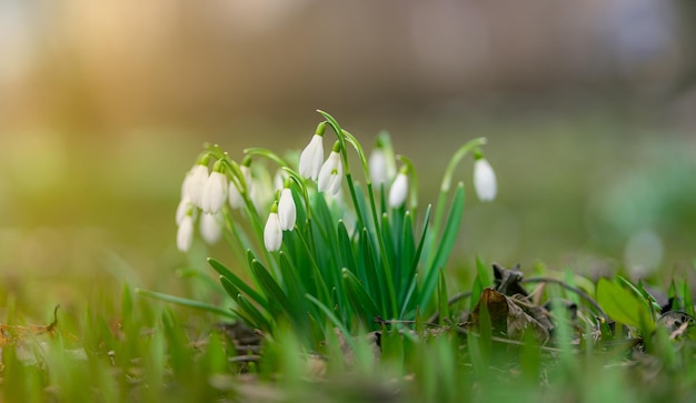 White Snowdrops in soft light Spring background Nature background