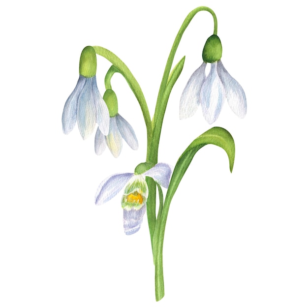 White snowdrops stems and green leaves first spring flowers garden clipart isolated image floral