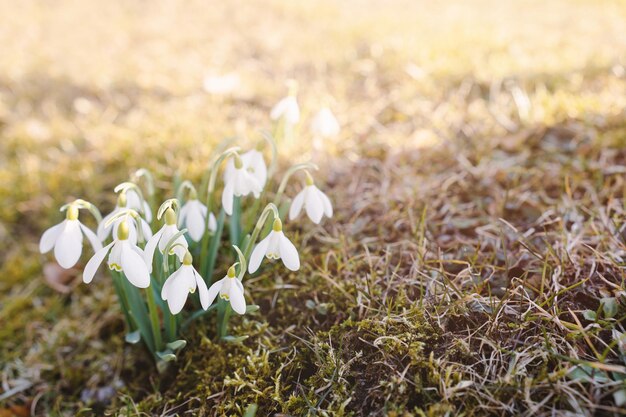 美しい野生の花と太陽光線のクローズアップ春の背景に白いスノードロップ