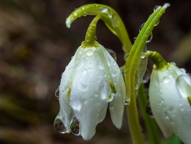 White snowdrops with drops on first spring day Spring snowdrop flowers blooming in sunny day