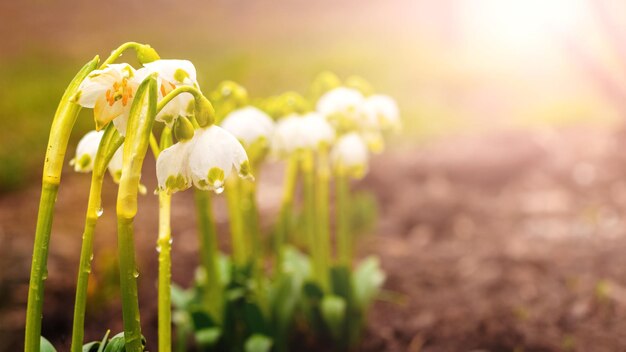 White snowdrops with raindrops in the forest in spring on a blurred background